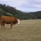 Cornish Cow